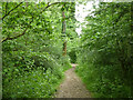 Path, Bricket Wood Common