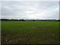 Newly planted crop field off Long Lane