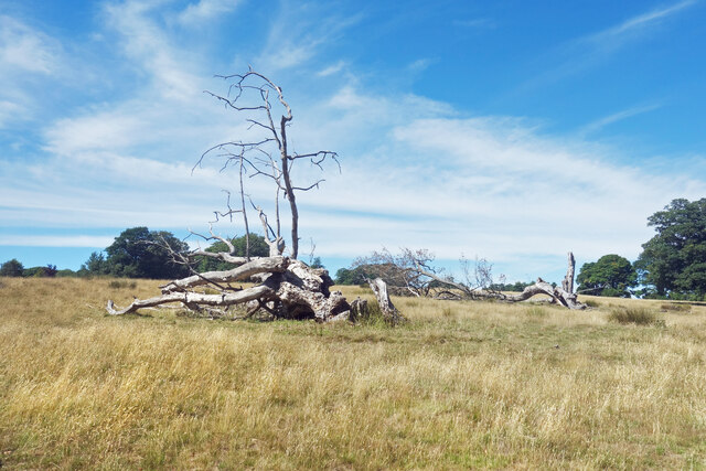 Dead Wood in Petworth Park