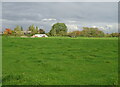 Grazing near Snape