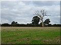 Farmland with dead tree