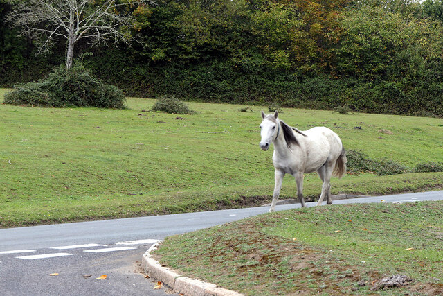 A pony trotting by