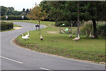 SU3802 : Swans and cygnets beside Palace Lane in Beaulieu by John Lucas