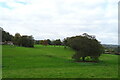 Grazing and trees, Old Sleningford 