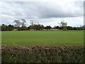 Young crop field off the A6108, North Stainley