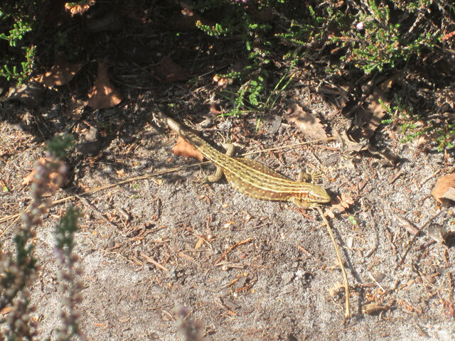 Close  up  of  Common  Lizard  (Lacerta vivipara)