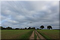 Essex Way heading towards West Bergholt Hall