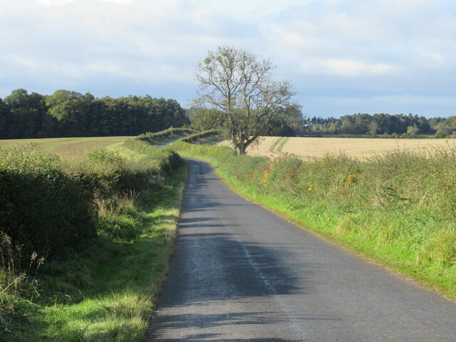 Ash tree and autumnal hedgerows near Hunthall by Leitholm in The Scottish Borders