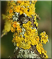 SX9268 : Lichen on twig near Maidencombe by Derek Harper