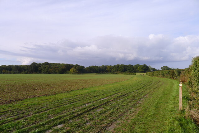 The Essex Way, looking towards Link's Wood