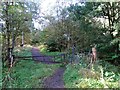 Start of the path through Lanleymoor Plantation