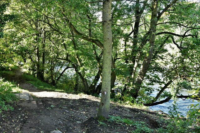 Grinton, River Swale: The wooded river bank