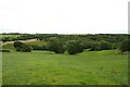 Grassland at Whinhill Farm