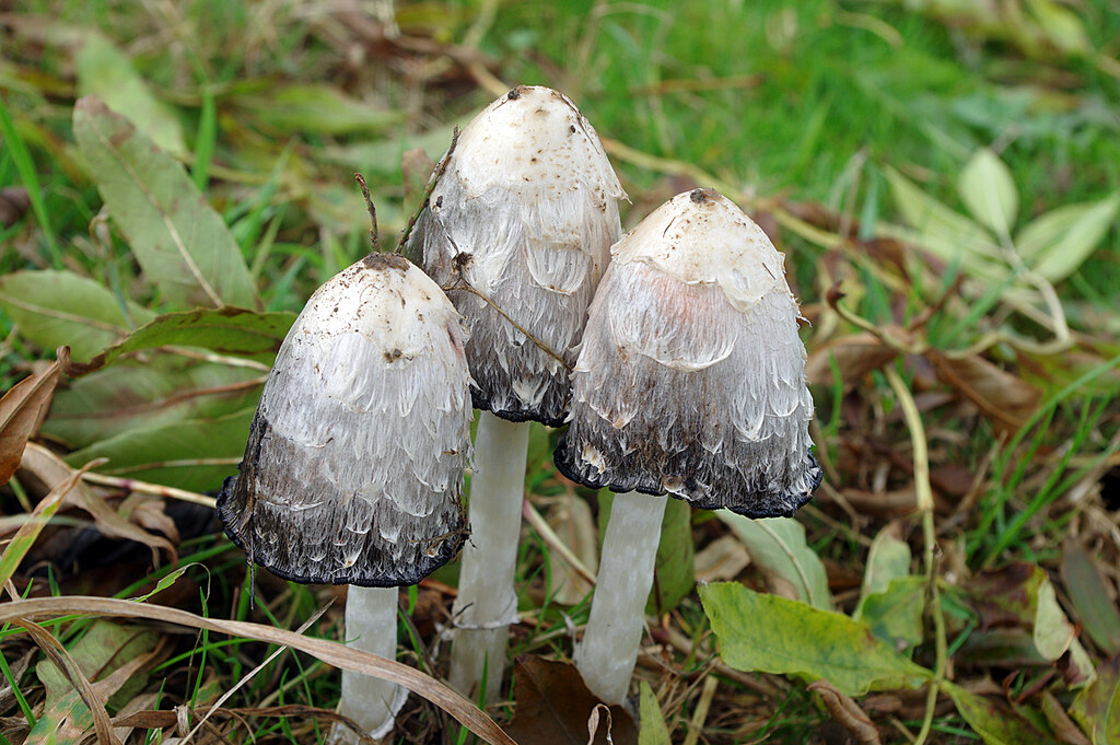 Shaggy Ink Cap © Stephen McKay cc-by-sa/2.0 :: Geograph Britain and Ireland