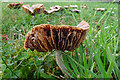 NJ3457 : Fungus by Anne Burgess