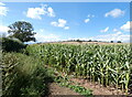 SO7869 : Field of maize near Dunley by Mat Fascione