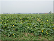 TF2733 : Crop field near Ivy House Farm by JThomas