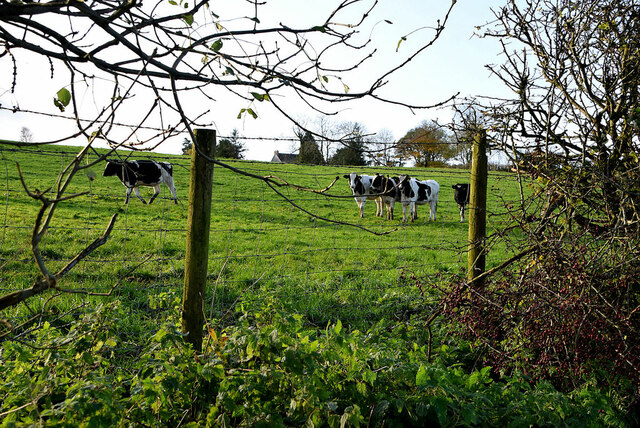 Cattle, Cavanreagh