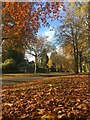 Autumn leaves on Cavendish Avenue