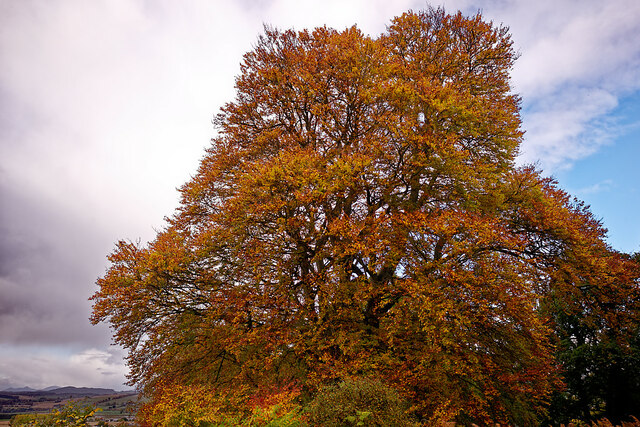 The goliath of Drummondreach Oak Wood -... © Julian Paren cc-by-sa/2.0 ...