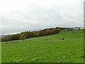 Cattle at Hawkstone Farm