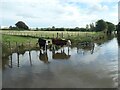 SJ9825 : Cattle in the Trent & Mersey Canal, Shirleywich by Christine Johnstone