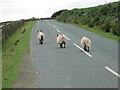 Sheep on road