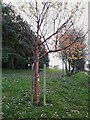 SE2335 : Prunus serrulata, Bramley Park by Stephen Craven