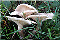 NJ3462 : Fungi by Anne Burgess