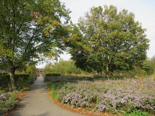 Autumn flowers in Burgess Park