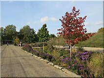 TQ3277 : Autumn colours in Burgess Park by Malc McDonald
