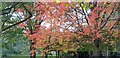 Arboretum at West Lodge Park