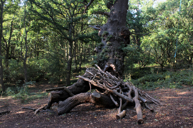 Gnarled Oak Tree in Furze Hill Woods © Chris Heaton cc-by-sa/2.0 ...