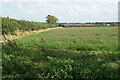 SP6004 : Clover field near New Barn by Bill Boaden