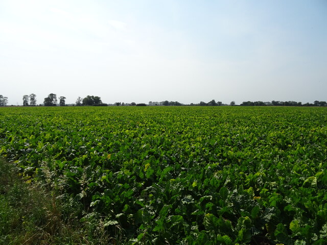Crop field, Tuxhill Field