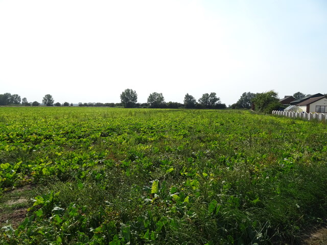 Crop field off Hay Green Road South