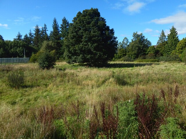 Woodland at Kilmalid