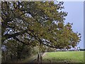 TF0820 : The overhanging Oak by Bob Harvey