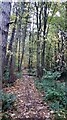 Path through the woods to Castlehill