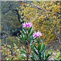 SU9119 : Rhododendron on the SE side of Ambersham Common by Ian Cunliffe