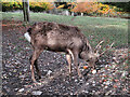 S4864 : Feeding Deer by kevin higgins