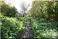 Thames Path towards Lower Radley