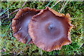 NJ2851 : Fungi by Anne Burgess