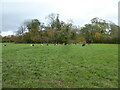 Sheep pasture on the edge of woodland