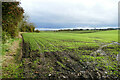 NZ2010 : Germinating cereal crop off Appleby Lane by Andy Waddington