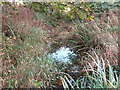 Chirton Burn near The Parks Sports Centre, North Shields