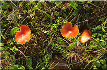 SX9066 : Fungi, Nightingale Park by Derek Harper