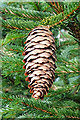 NJ5044 : Norway Spruce Cone by Anne Burgess
