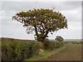 Tree on field boundary, near Tillingham Hall, West Horndon