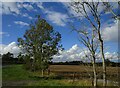 Roadside trees near Highcroft Farm